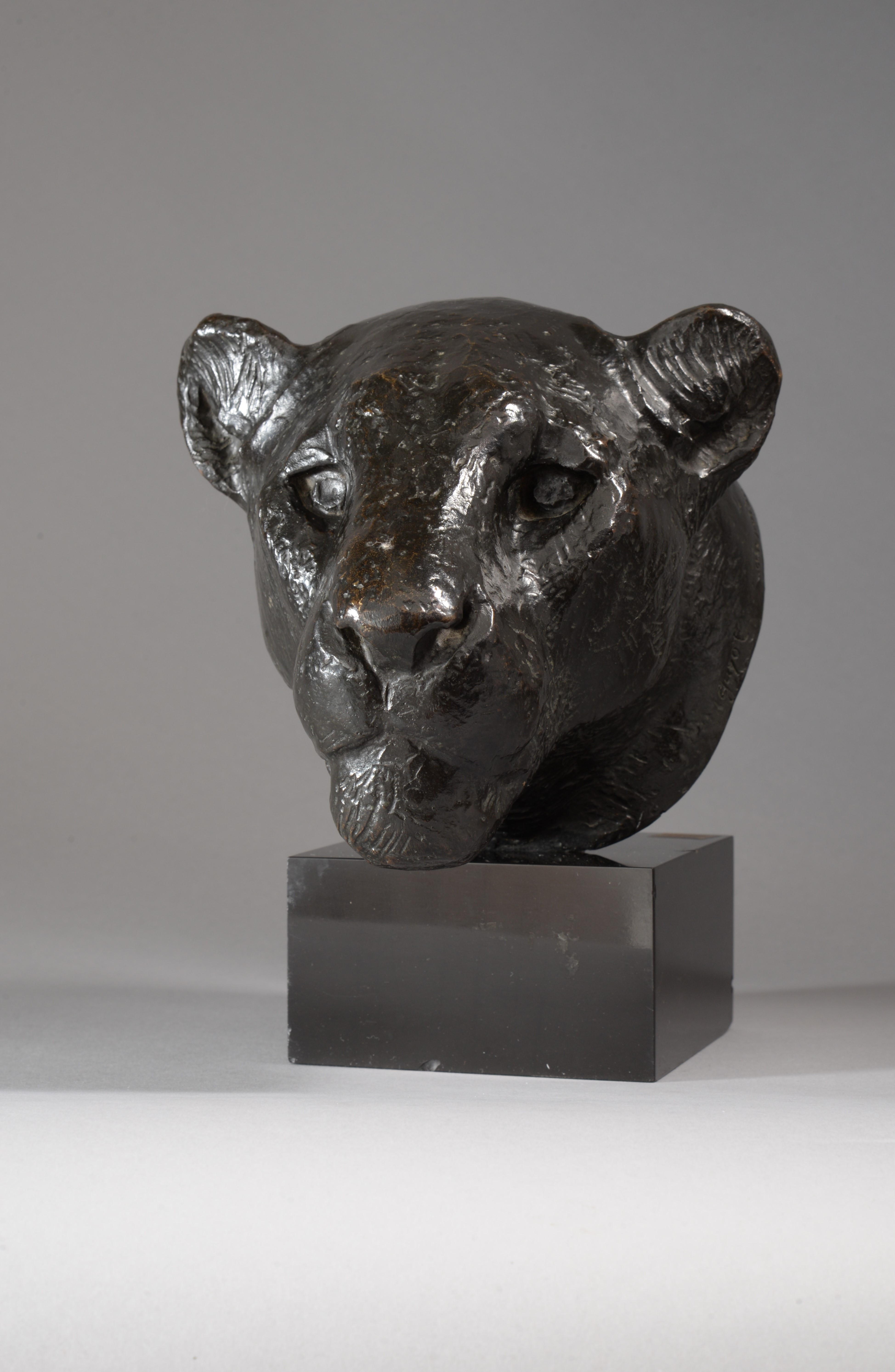 TÊTE DE LIONNE